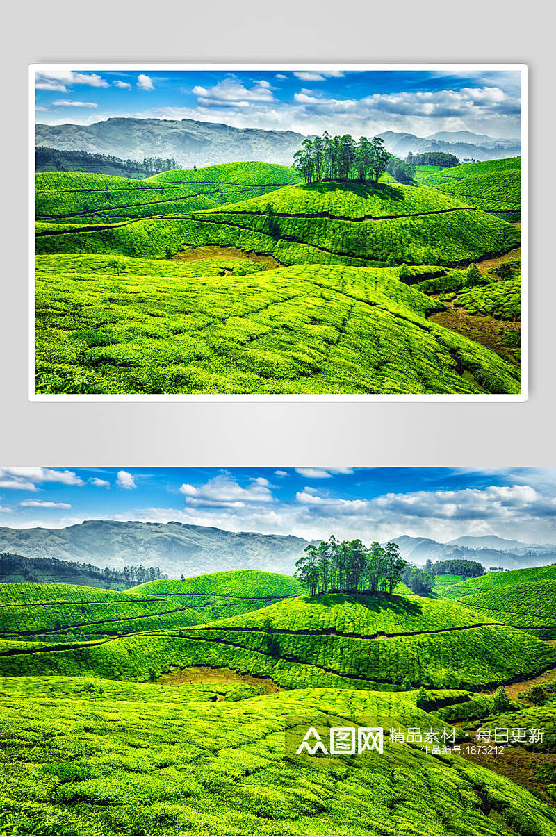 绿色茶园茶叶摄影素材图片素材