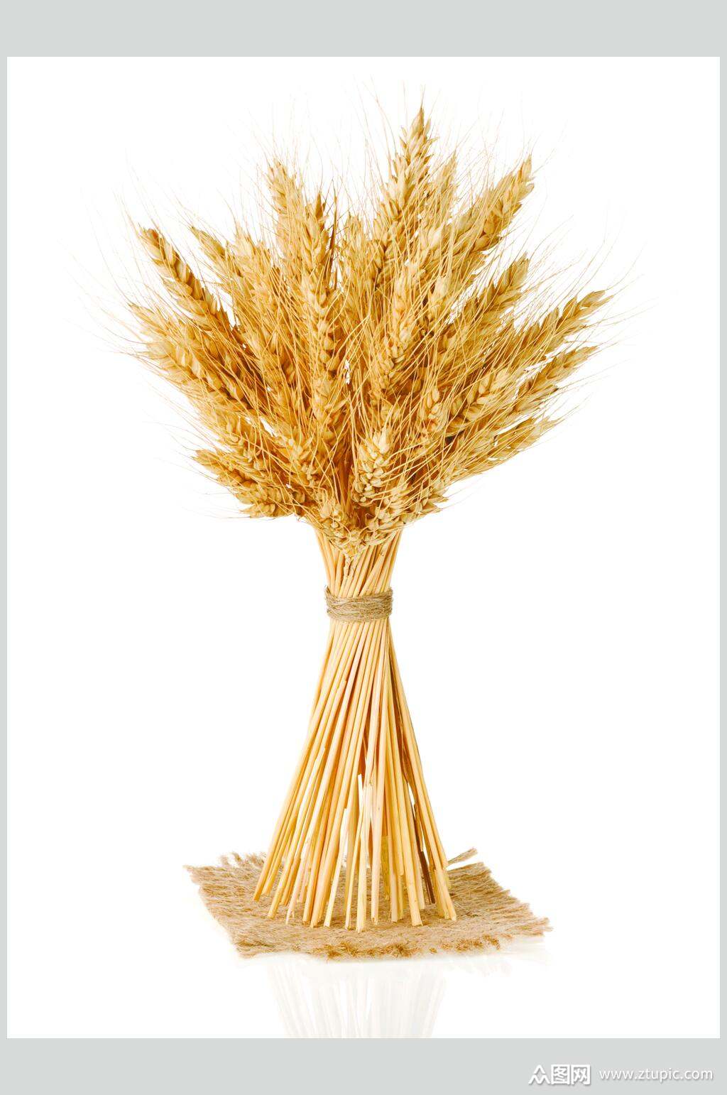 众图网独家提供丰收麦田麦穗摄影图片素材免费下载,本作品是由刘丫