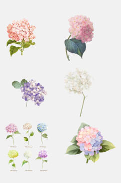 五彩绣球花卉花朵免抠元素素材