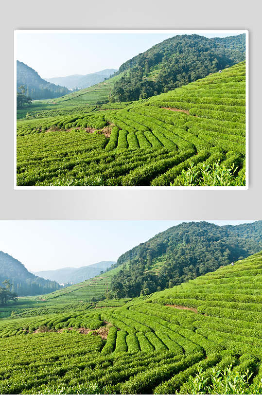 传统茶园海报图片-传统茶园海报设计素材-传统茶园海报模板下载