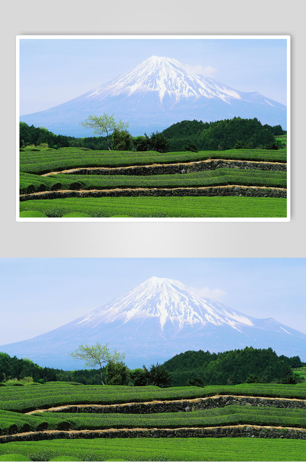 清新茶园茶叶雪山图片素材