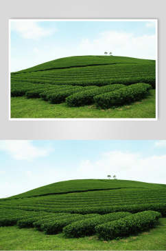 茶园茶叶植物图片