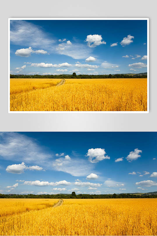 喜悦麦田麦穗摄影图片-众图网