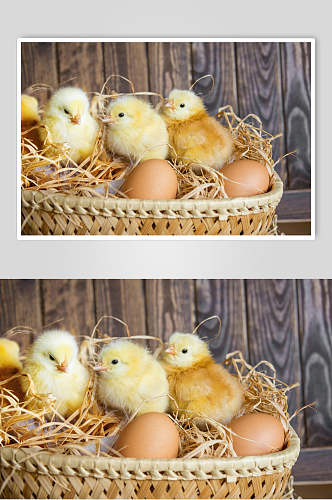 农机土鸡蛋摄影图片