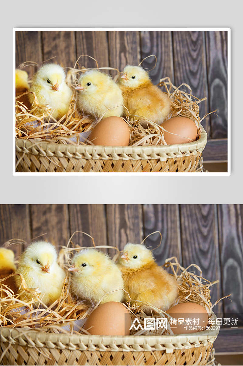 农机土鸡蛋摄影图片素材