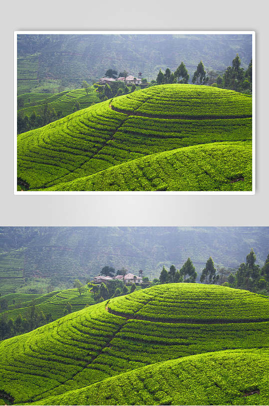 茶园茶叶全景图片