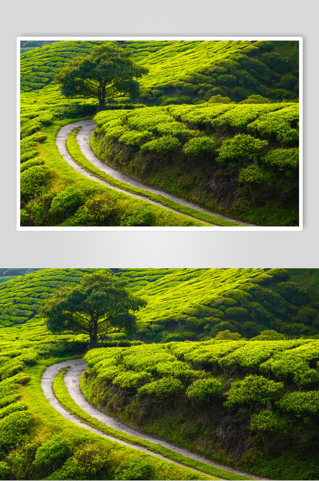 茶园茶叶小路图片素材
