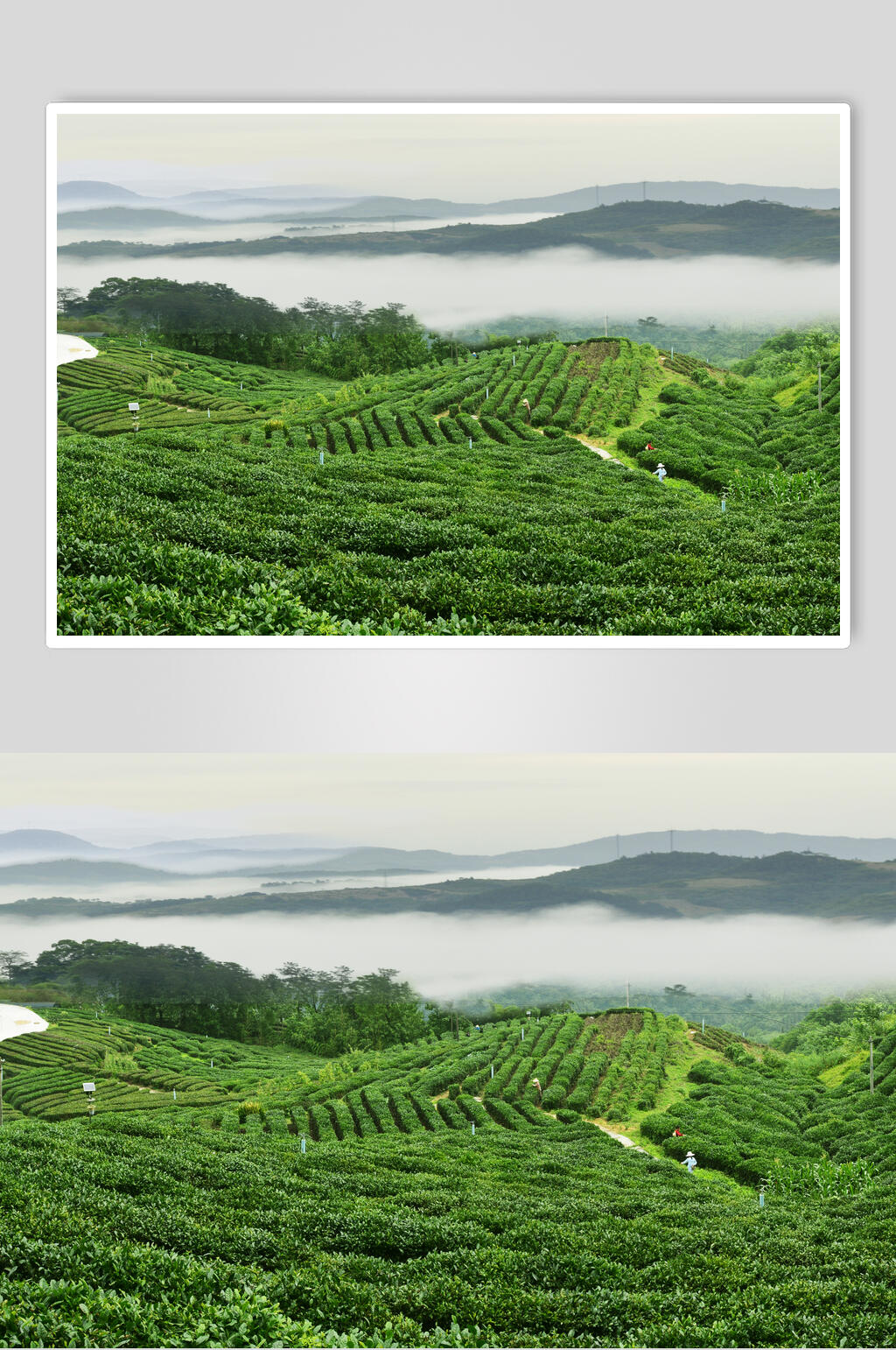 茶园茶叶俯拍图片素材