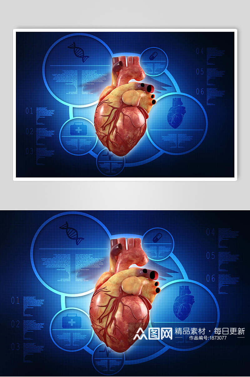 人体器官心脏模拟图片素材