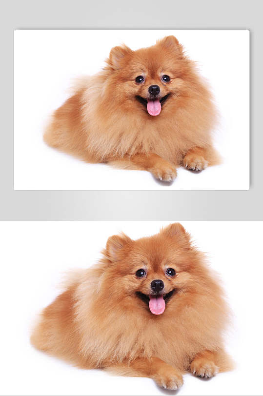 獅子狗寵物狗圖片