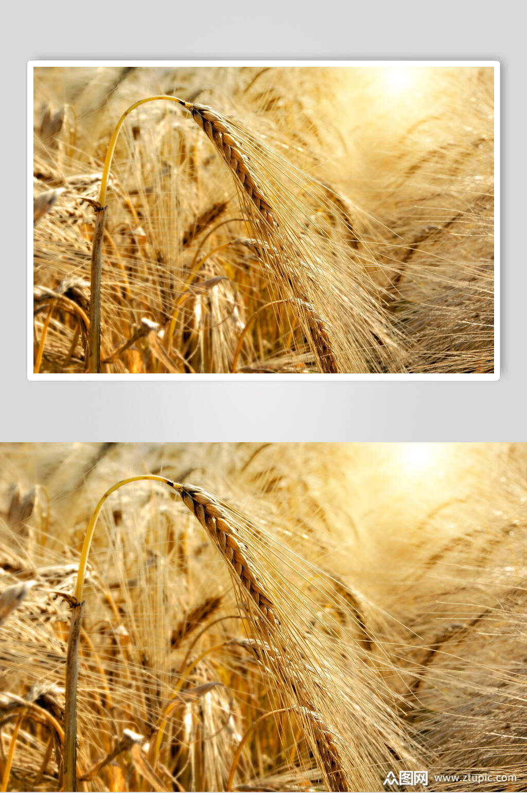 众图网独家提供金黄色麦田麦穗摄影图片素材免费下载,本作品是由刘丫