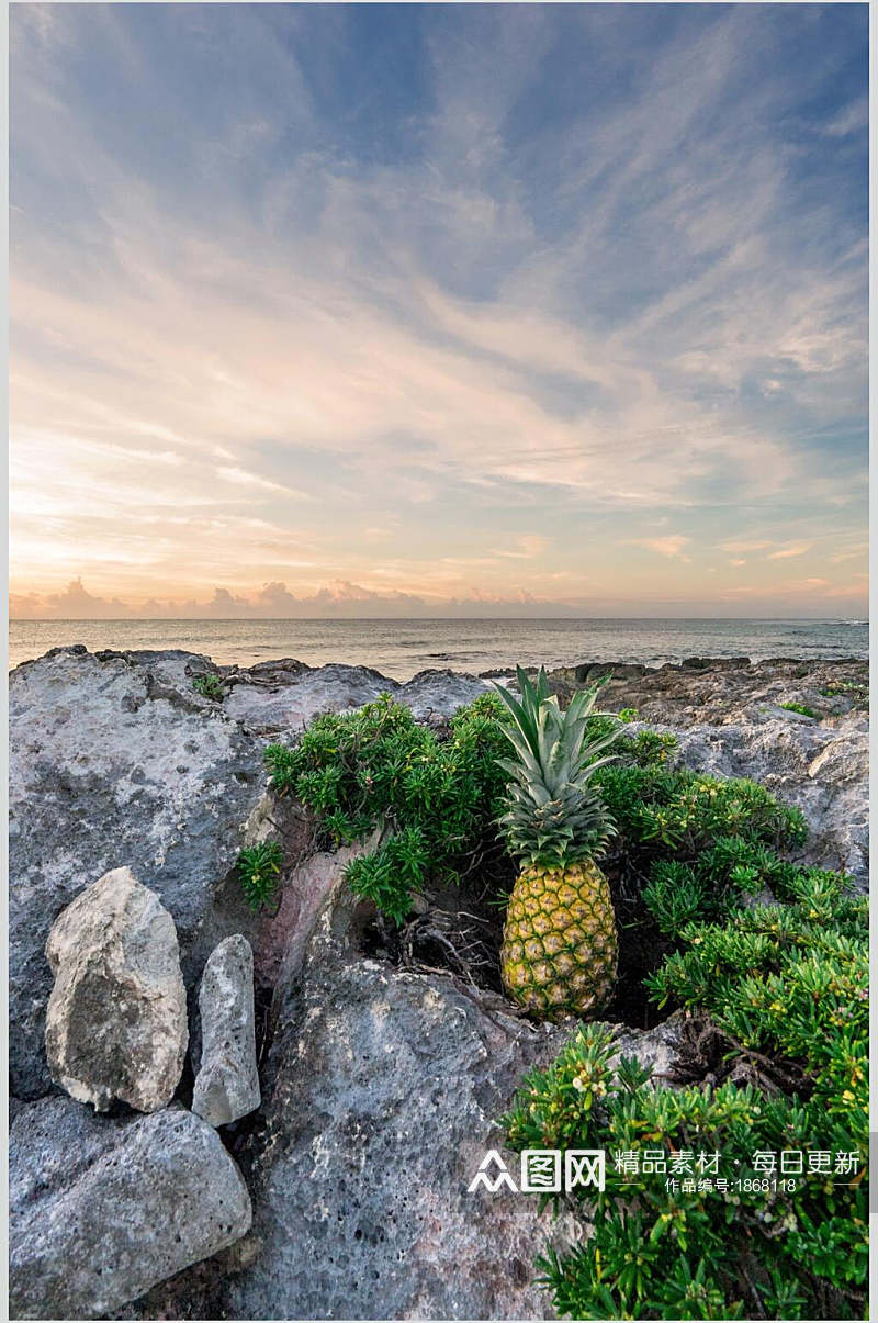 全生态菠萝摄影素材图片素材