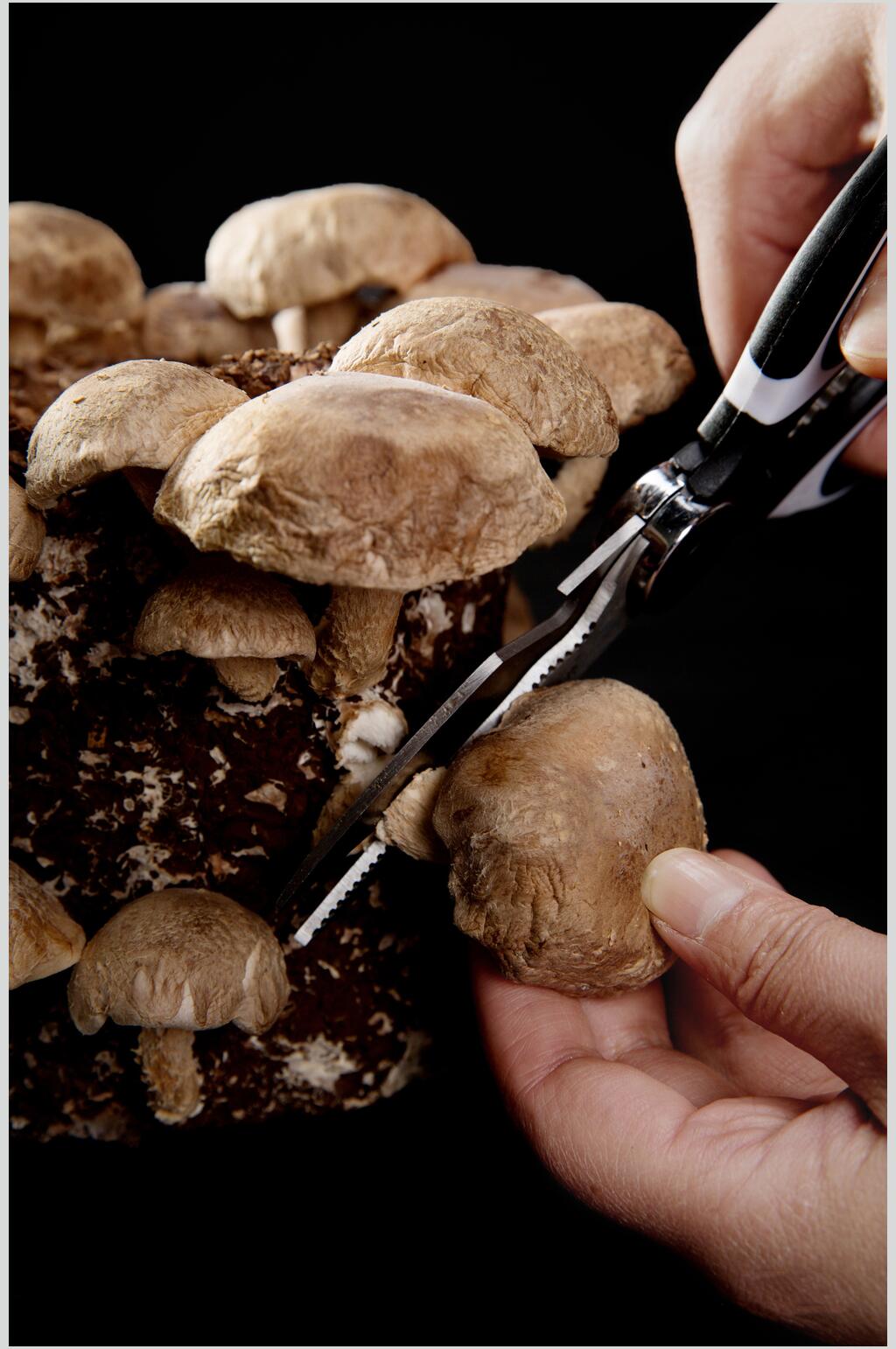 健康美味蘑菇美食高清图片素材
