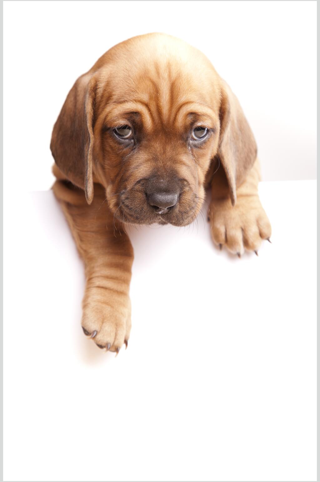 撩人宠物小狗摄影元素图片素材