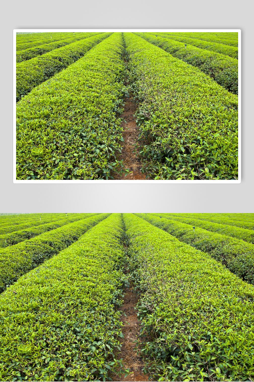 茶园茶叶中景图片素材