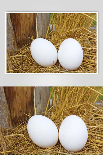 高清农机土鸡蛋摄影图片