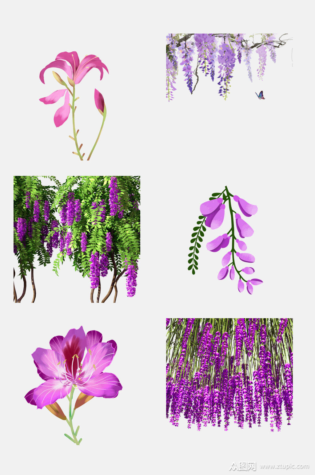 清新水彩紫藤萝花卉植物设计元素