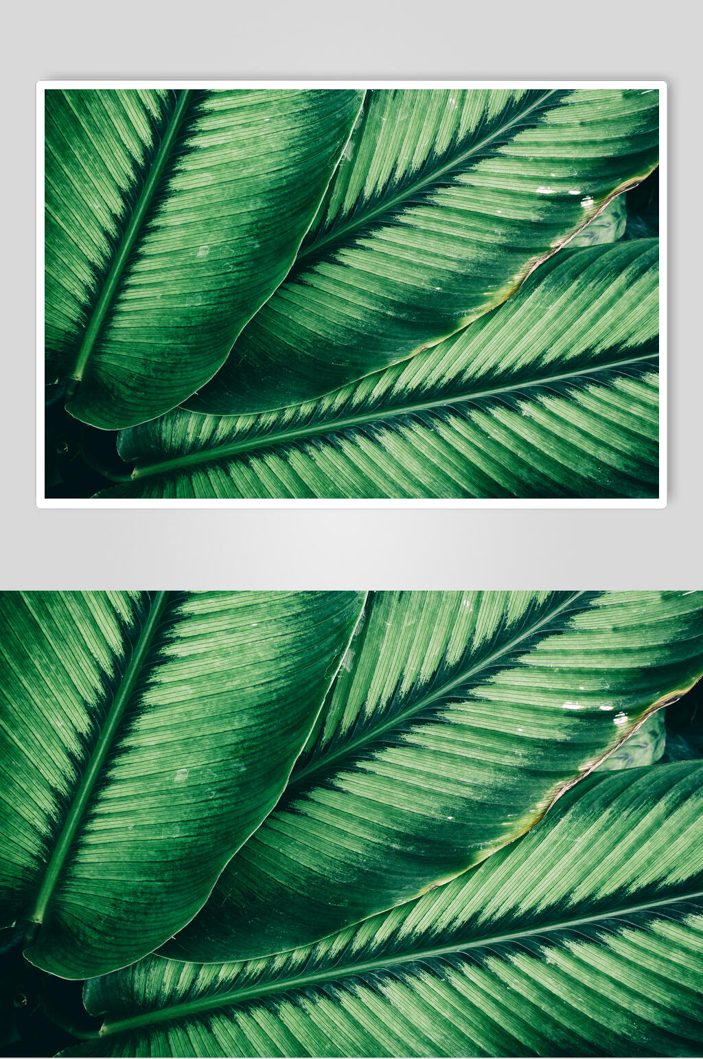 绿色植物高清图片素材