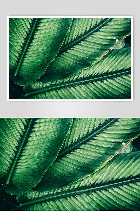 绿色植物高清图片