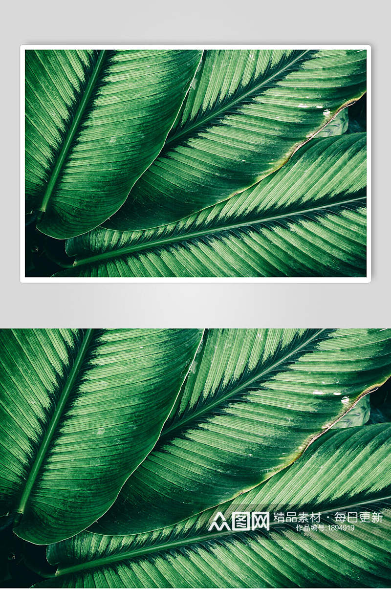 绿色植物高清图片素材