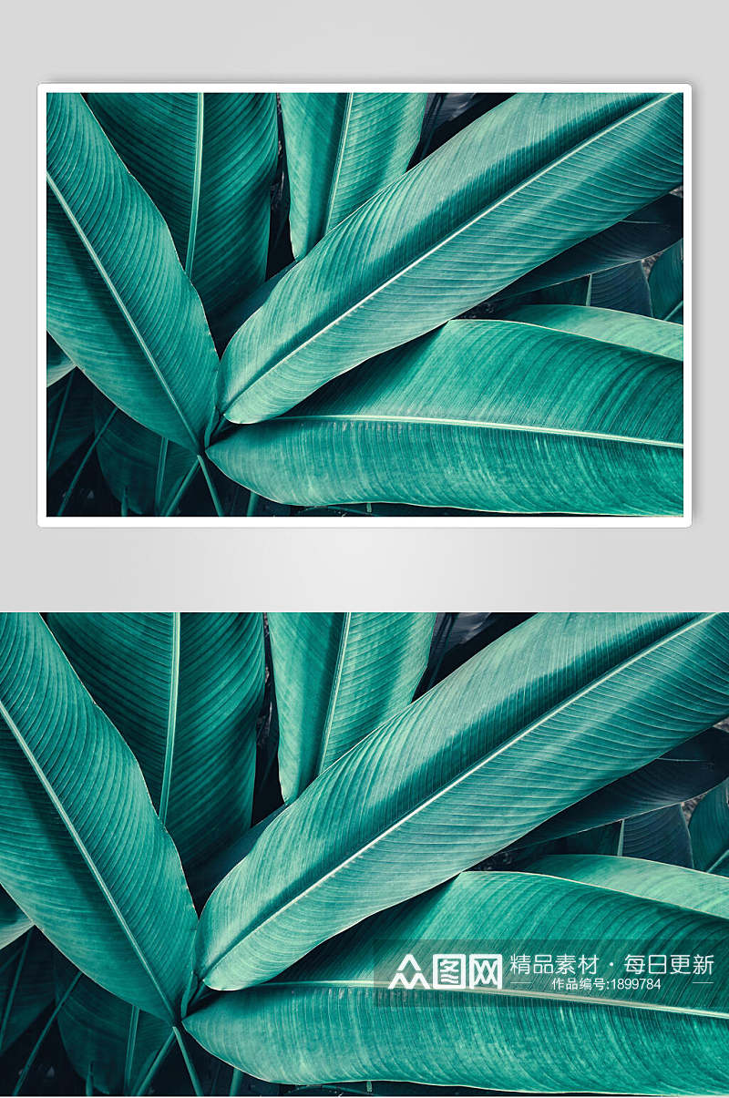 热带植物图片素材