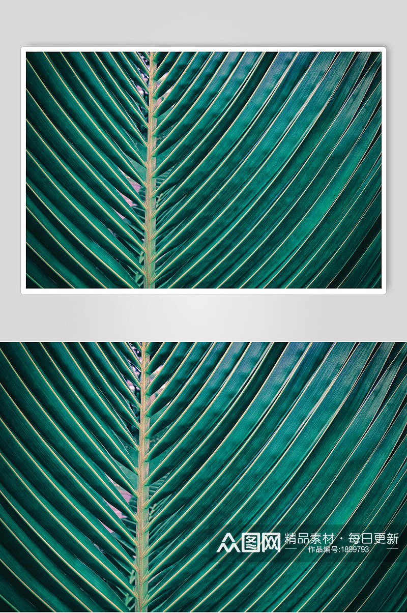 绿色带刺细条植物图片素材