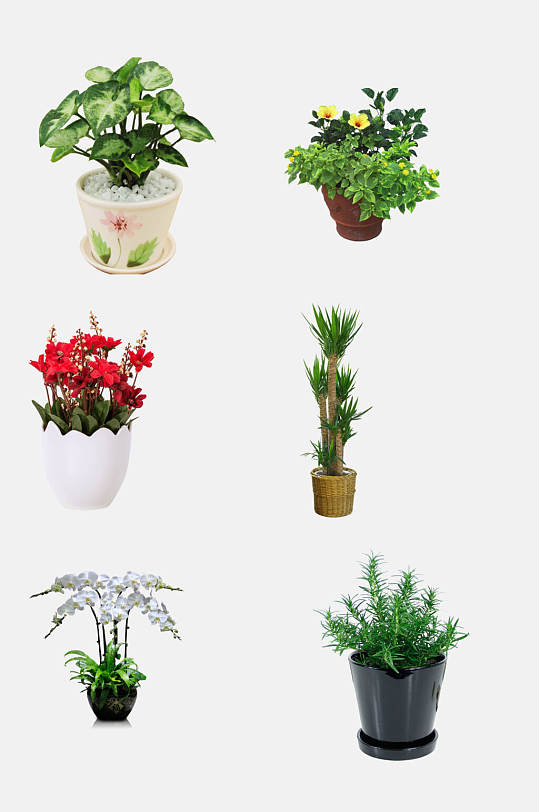 花卉绿植盆栽图片-花卉绿植盆栽素材下载-众图网