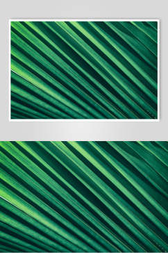 绿色带刺细条植物图片