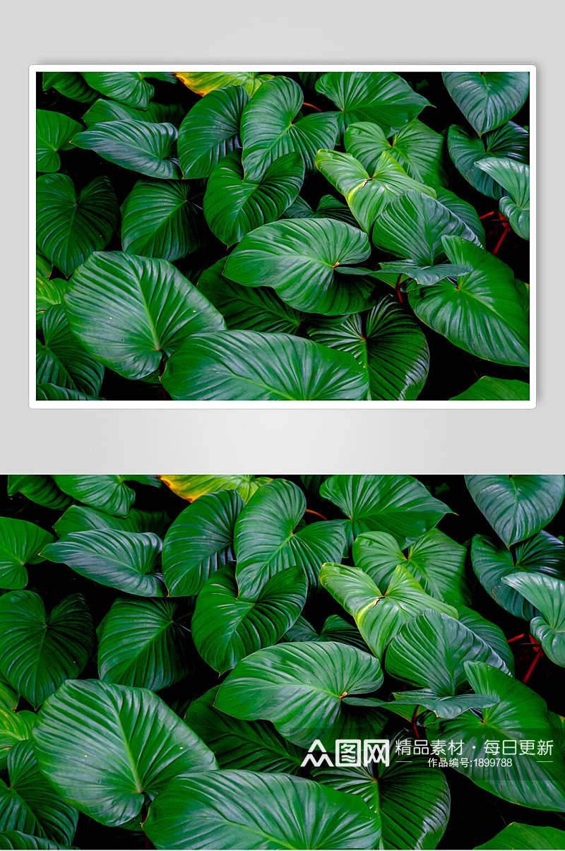 宽叶绿色植物图片素材