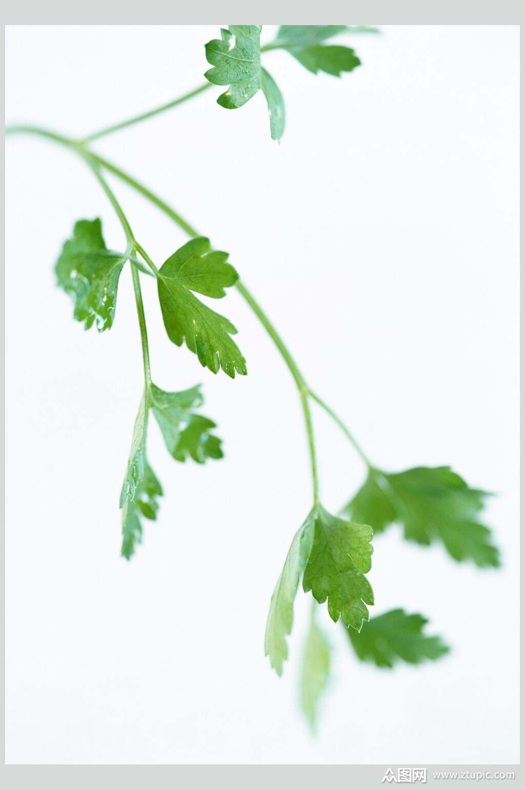 新鲜绿色近景芹菜叶子蔬果图片模板下载-编号1922852-众图网