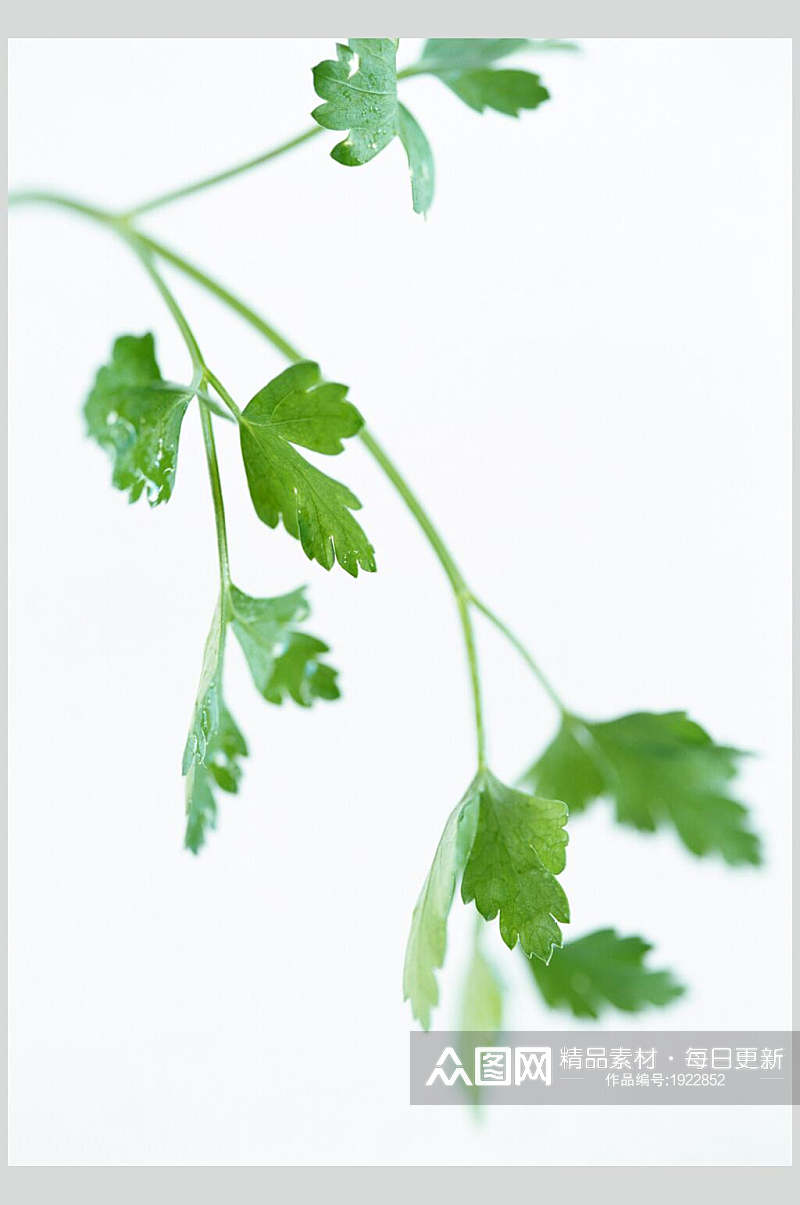 新鲜绿色近景芹菜叶子蔬果图片素材