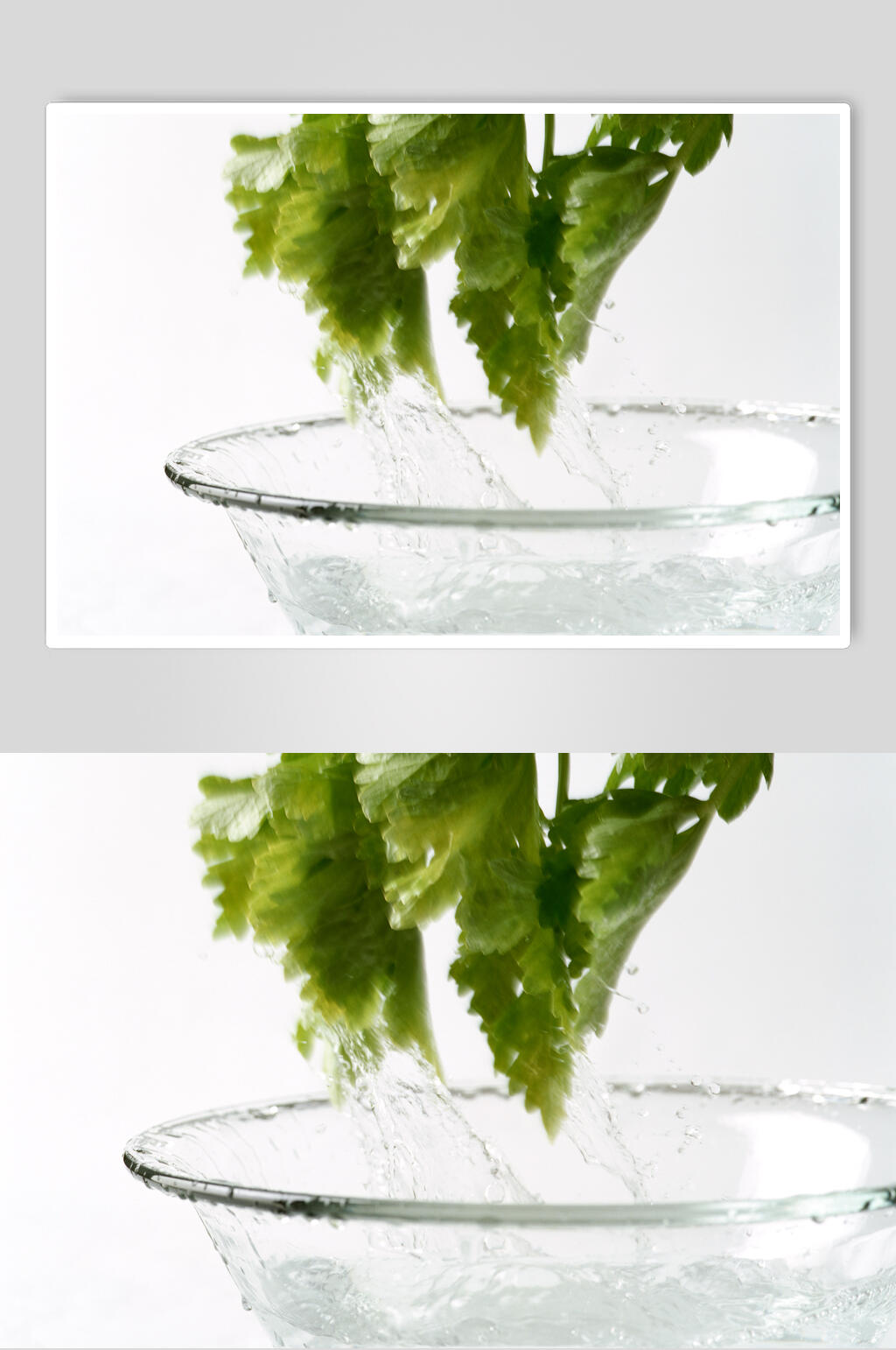 芹菜叶蔬果高清图片素材