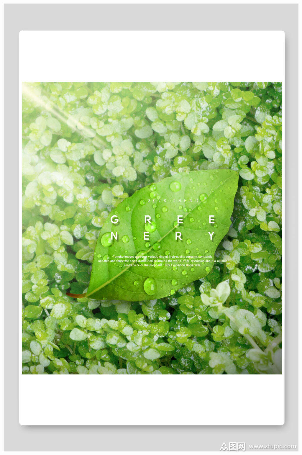 清新绿色植物秋叶海报