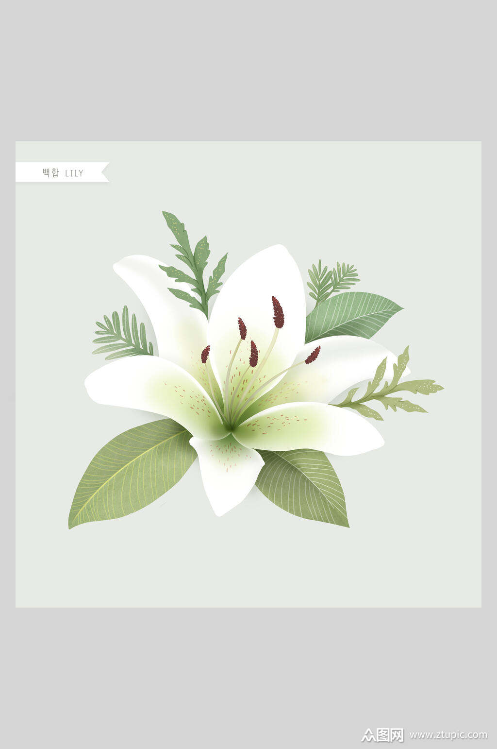 清新淡雅花卉工笔插画素材