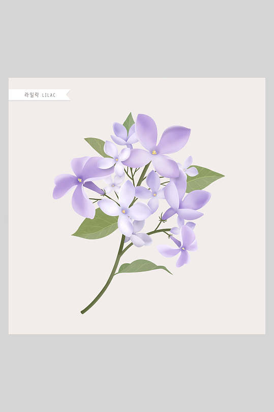 紫色花卉工笔插画素材