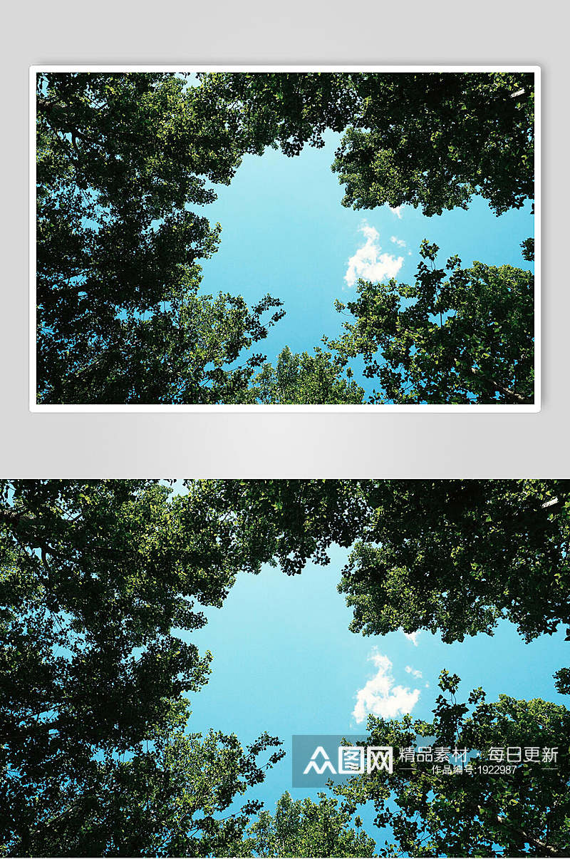 清新仰拍树叶蓝天白云风景图片素材
