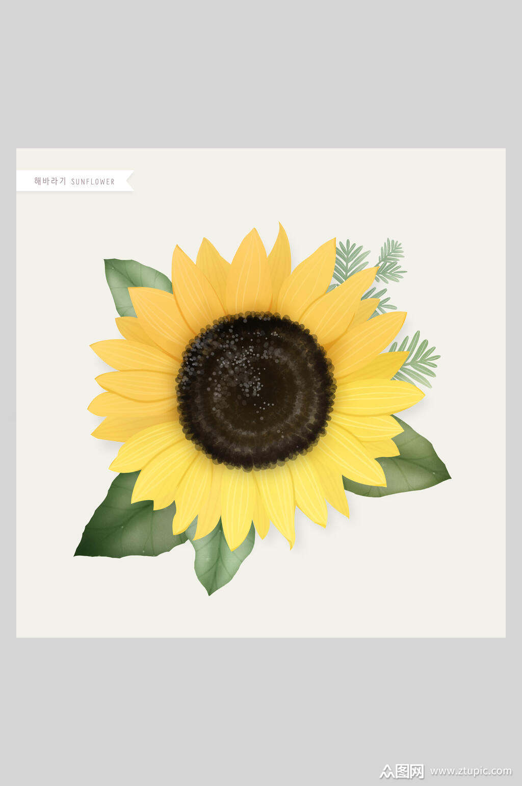 向日葵花卉工笔插画素材