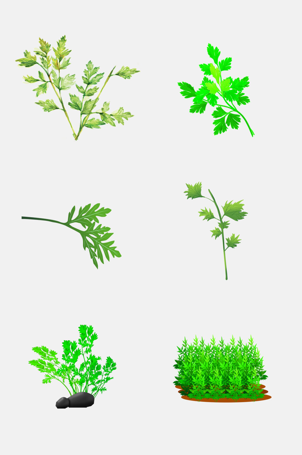 清新水彩植物艾草免抠设计元素素材
