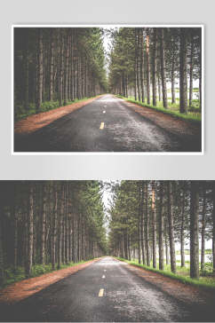 对称构图公路树木风景图片