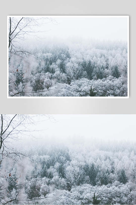 白雪皑皑树林风景图片