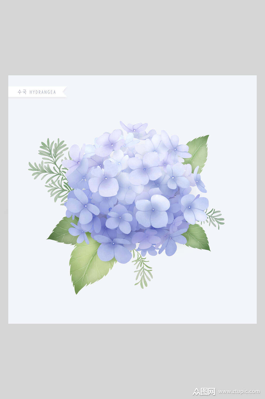 绣球花花卉工笔插画素材素材