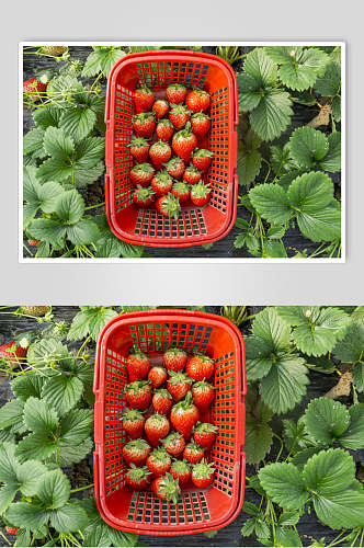 新鲜现摘草莓