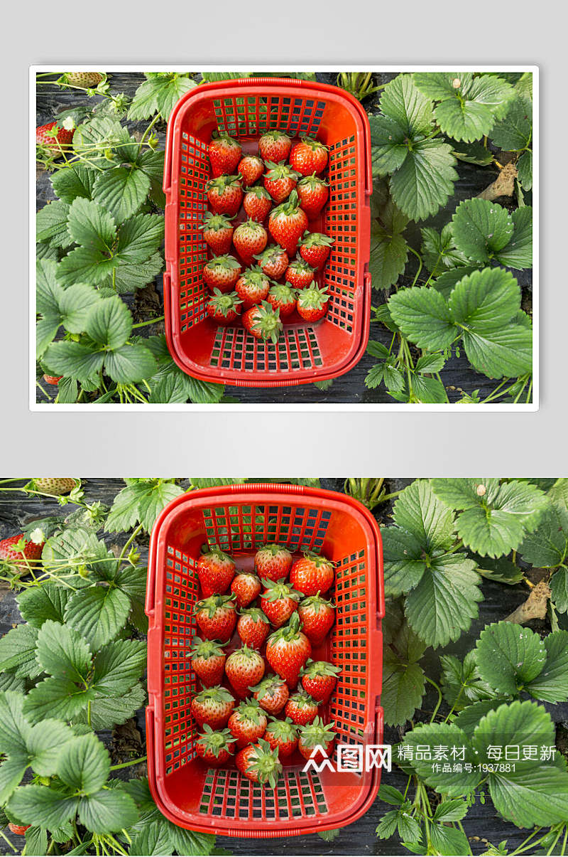 新鲜现摘草莓素材