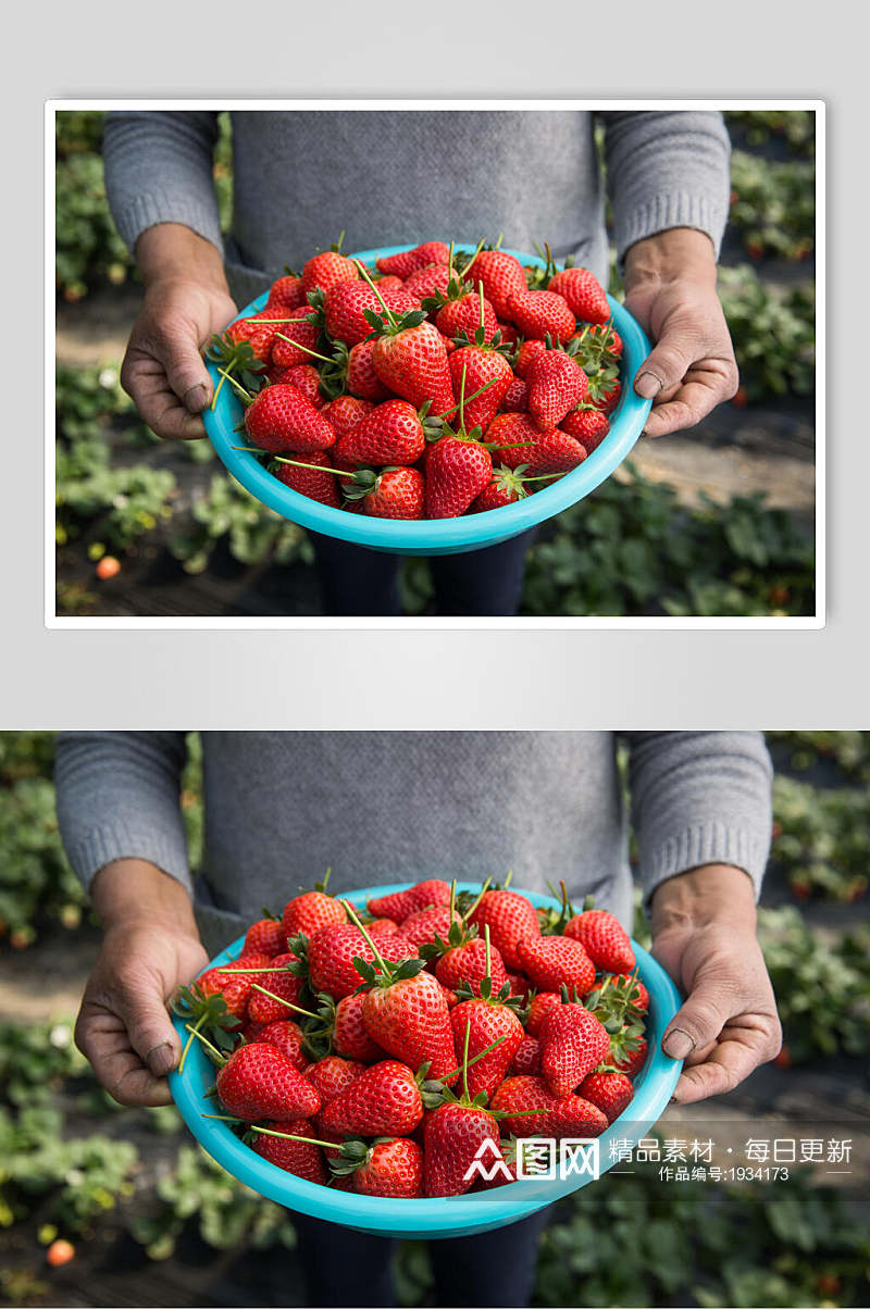 采摘园现摘草莓素材