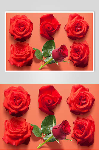 情人节设计素材玫瑰花两联