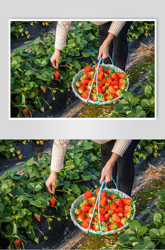 摘草莓图片