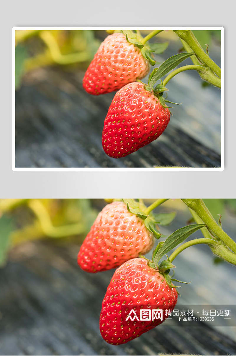 奶油草莓图片素材