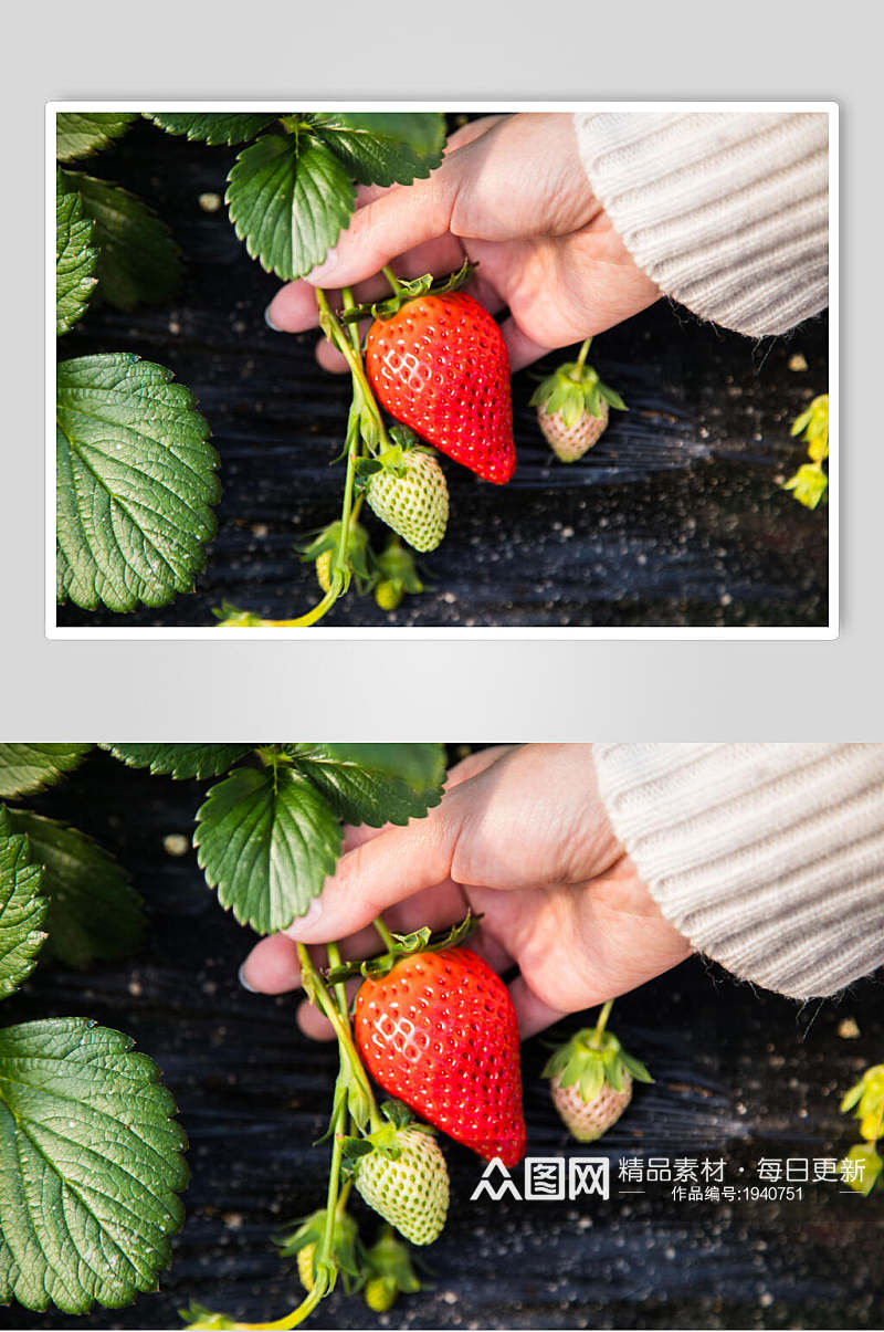 新鲜个大草莓水果食品图片素材