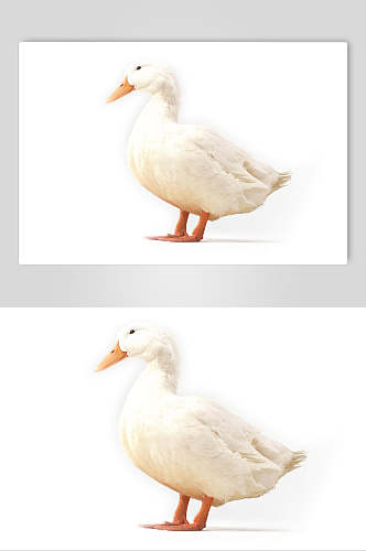 白色羽毛鸭子食材图片
