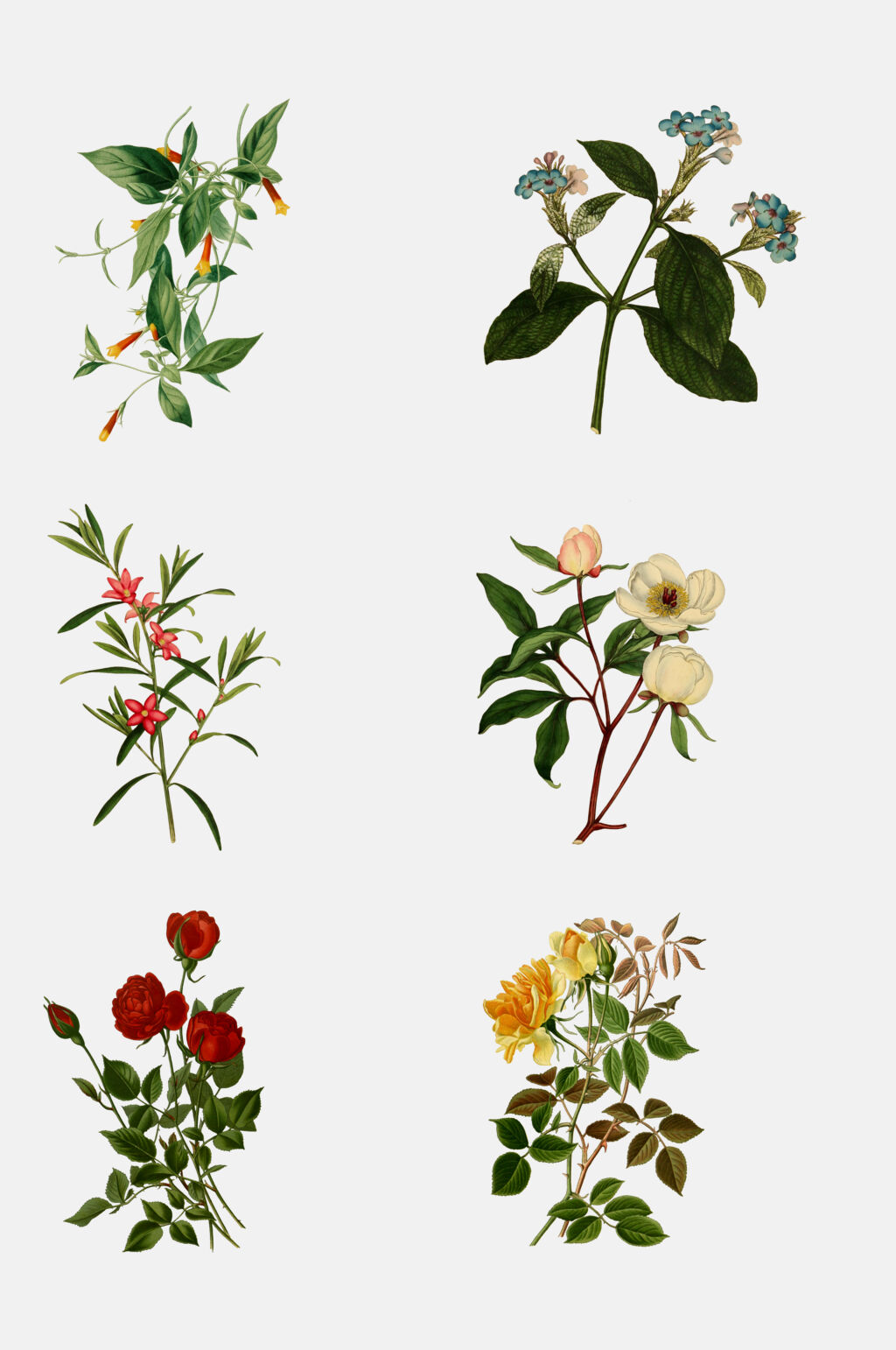 清新绿色手绘植物花卉免抠设计元素素材